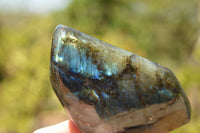 Polished Blue & Gold Labradorite Standing Free Forms  x 2 From Tulear, Madagascar - TopRock