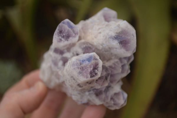 Natural Sugar Amethyst Clusters  x 6 From Solwezi, Zambia