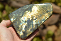 Polished Blue & Gold Labradorite Standing Free Forms  x 2 From Tulear, Madagascar - TopRock