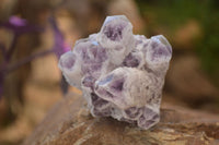 Natural Sugar Amethyst Clusters  x 6 From Solwezi, Zambia