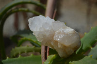 Natural White Cactus Flower Spirit Quartz Specimens x 12 From Boekenhouthoek, South Africa