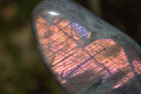 Polished Rare Purple Flash Labradorite Standing Free Forms x 4 From Tulear, Madagascar