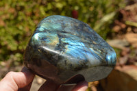 Polished Labradorite Standing Free Forms With Intense Blue & Gold Flash x 2 From Sakoany, Madagascar - TopRock