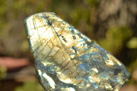 Polished Blue & Gold Labradorite Standing Free Forms  x 2 From Tulear, Madagascar - TopRock