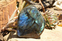 Polished Labradorite Standing Free Forms With Intense Blue & Gold Flash x 2 From Sakoany, Madagascar - TopRock