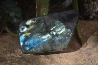 Polished Flashy Labradorite Standing Free Form  x 1 From Tulear, Madagascar