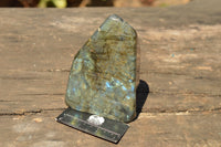 Polished Blue & Gold Labradorite Standing Free Forms  x 2 From Tulear, Madagascar - TopRock