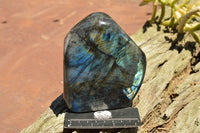 Polished Labradorite Standing Free Forms With Intense Blue & Gold Flash x 2 From Sakoany, Madagascar - TopRock