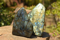 Polished Blue & Gold Labradorite Standing Free Forms  x 2 From Tulear, Madagascar - TopRock