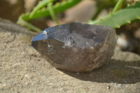 Natural Smokey Quartz Crystal Specimens x 3 From Malawi