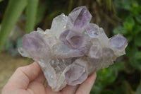 Natural Jacaranda Amethyst Clusters  x 3 From Zambia - Toprock Gemstones and Minerals 