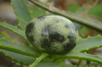 Polished Leopard Stone Eggs  x 12 From Zimbabwe - TopRock