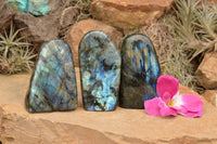 Polished Labradorite Standing Free Forms With Intense Blue & Gold Flash x 3 From Tulear, Madagascar - TopRock