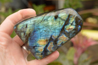 Polished Labradorite Standing Free Forms With Intense Blue & Gold Flash x 3 From Tulear, Madagascar - TopRock