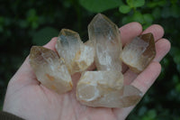 Natural Single Smokey Quartz Crystals  x 4.9 Kg Lot  From Zimbabwe - Toprock Gemstones and Minerals 