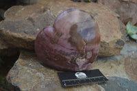 Polished Petrified Red Podocarpus Wood Heart x 1 From Madagascar - Toprock Gemstones and Minerals 