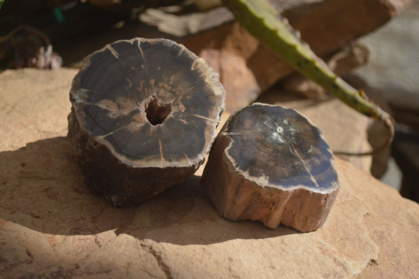 Polished Petrified Wood Branch Pieces A Grade x 2 From Gokwe, Zimbabwe - Toprock Gemstones and Minerals 