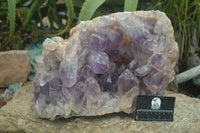 Natural Jacaranda Amethyst Cluster x 1 From Mumbwa, Zambia - TopRock