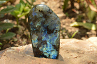 Polished Labradorite Standing Free Forms With Intense Blue & Gold Flash x 3 From Tulear, Madagascar - TopRock