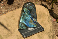 Polished Labradorite Standing Free Forms With Intense Blue & Gold Flash x 3 From Tulear, Madagascar - TopRock