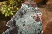 Natural Drusy Coated Ball Malachite On Dolomite Specimen  x 1 From Likasi, Congo