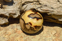 Polished Septarian (Calcite & Aragonite) Spheres  x 6 From Mahajanga, Madagascar - TopRock