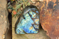 Polished Labradorite Standing Free Forms With Intense Blue & Gold Flash x 3 From Tulear, Madagascar - TopRock