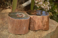 Polished  Petrified Wood Branch Pieces x 2 From Gokwe, Zimbabwe