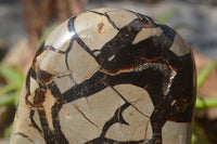 Polished Large Septaria (Calcite & Aragonite) Standing Free Form  x 1 From Madagascar