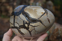 Polished Septerye Sauvage Dragons Egg Geode x 1 From Mahajanga, Madagascar