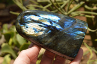 Polished Labradorite Standing Free Forms With Intense Blue & Gold Flash x 3 From Tulear, Madagascar - TopRock