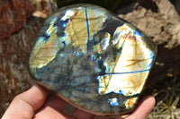 Polished Labradorite Standing Free Forms With Intense Blue & Gold Flash x 2 From Sakoany, Madagascar - TopRock