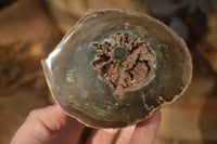 Polished  Petrified Wood Branch Pieces x 2 From Gokwe, Zimbabwe