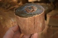 Polished  Petrified Wood Branch Pieces x 2 From Gokwe, Zimbabwe