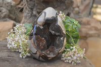 Polished Septerye Sauvage Dragons Egg Geode x 1 From Mahajanga, Madagascar