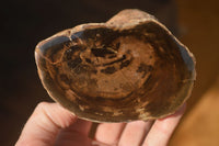 Polished  Petrified Wood Branch Pieces x 2 From Gokwe, Zimbabwe