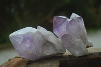 Natural Single Jacaranda Amethyst Crystals  x 12 From Zambia - Toprock Gemstones and Minerals 