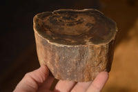 Polished  Petrified Wood Branch Pieces x 2 From Gokwe, Zimbabwe