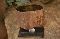 Polished  Petrified Wood Branch Pieces x 2 From Gokwe, Zimbabwe