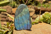 Polished Labradorite Standing Free Forms With Intense Blue & Gold Flash x 2 From Sakoany, Madagascar - TopRock