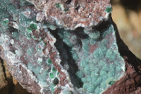 Natural Extra Large Drusy Coated Malachite On Red Dolomite Specimen x 1 From Likasi, Congo - Toprock Gemstones and Minerals 