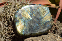 Polished Labradorite Standing Free Forms With Intense Blue & Gold Flash x 2 From Sakoany, Madagascar - TopRock