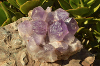 Natural Jacaranda Amethyst Quartz Clusters x 2 From Zambia - TopRock