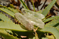 Natural Clear Quartz Crystals  x 48 From Madagascar - TopRock