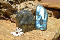 Polished Labradorite Standing Free Forms With Intense Blue Flash x 2 From Sakoany, Madagascar - TopRock