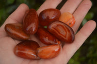 Polished  Small Carnelian Agate Free Forms  x 42 From Madagascar