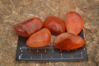 Polished  Small Carnelian Agate Free Forms  x 42 From Madagascar