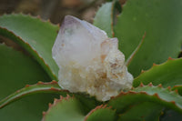 Natural Extra Large Spirit Quartz Crystals  x 4 From Boekenhouthoek, South Africa - Toprock Gemstones and Minerals 