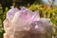 Natural Jacaranda Amethyst Quartz Clusters x 2 From Zambia - TopRock