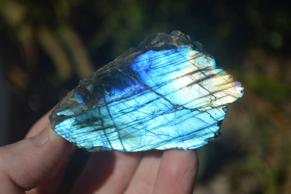 Polished One Side Polished Labradorite Slices  x 12 From Tulear, Madagascar - Toprock Gemstones and Minerals 